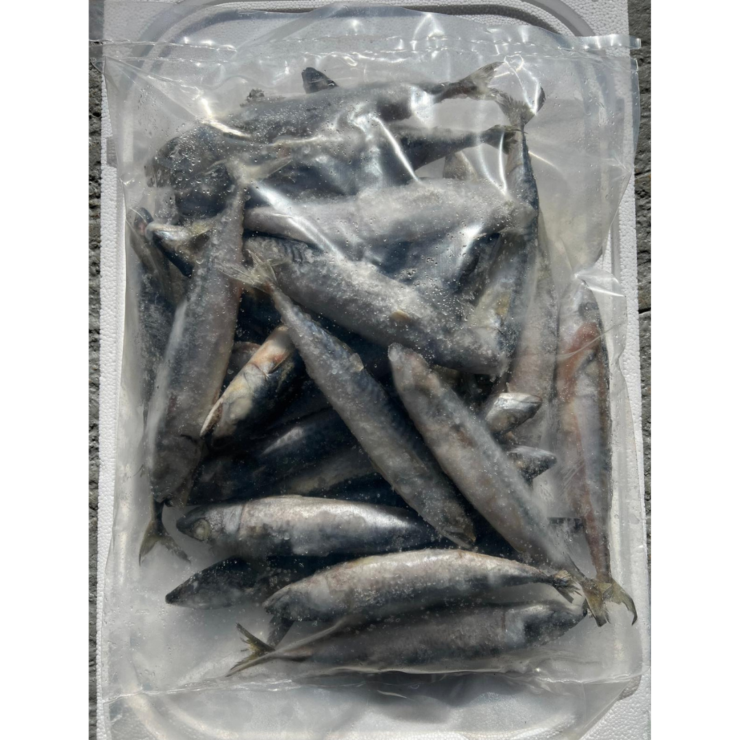 MACKEREL LARGE FULL (BLKLMAC)