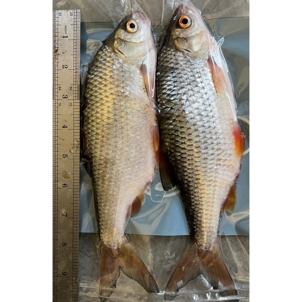 2x 'Donkey' Roach (CRS2)