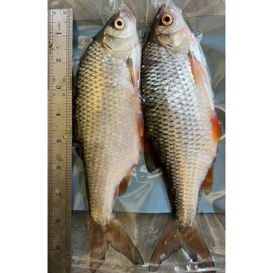 2x 'Donkey' Roach (CRS2)