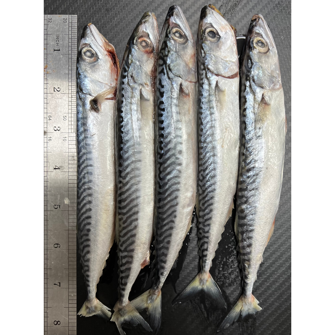 5x Fresh Small Mackerel (MAC5S)