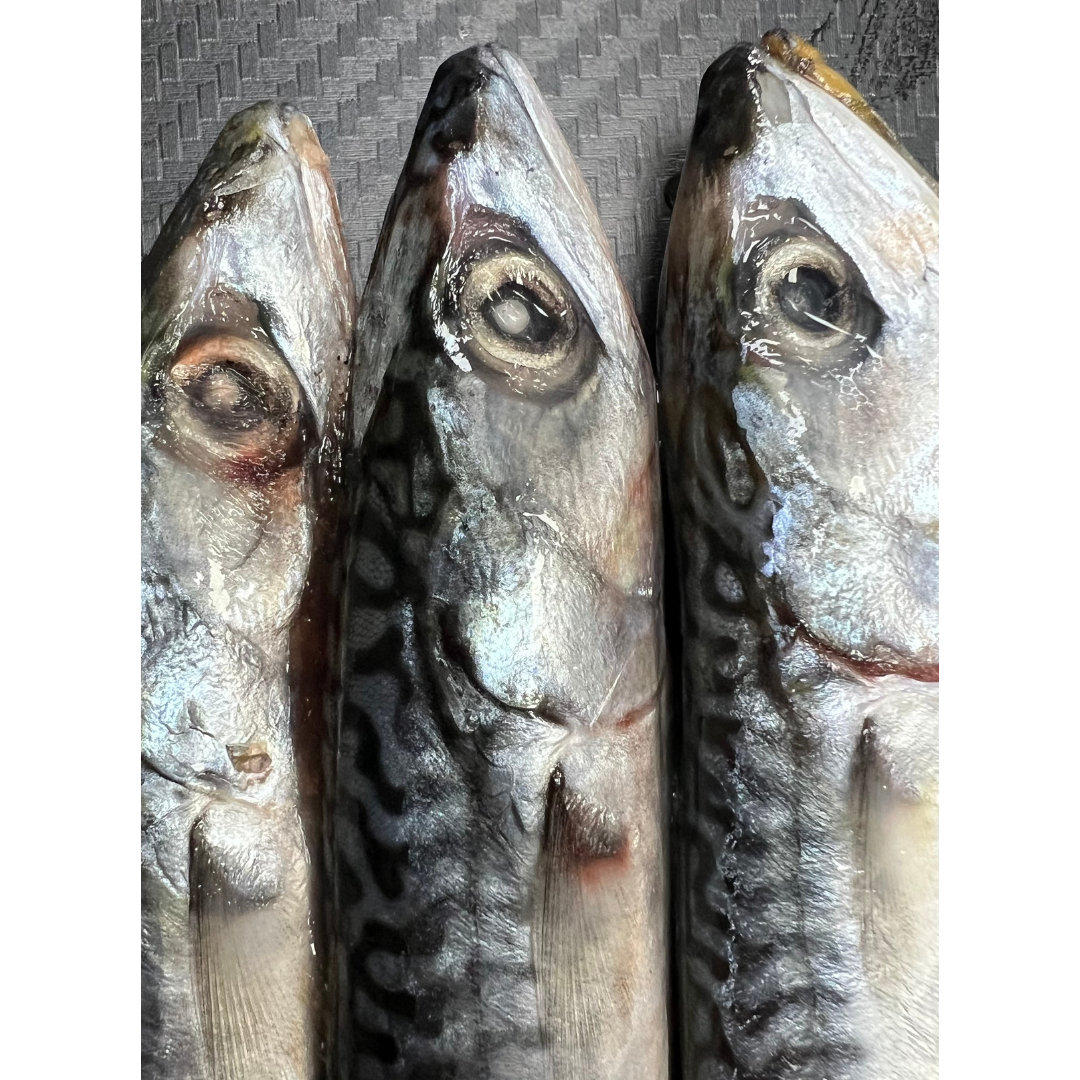 5x Fresh Small Mackerel (MAC5S)