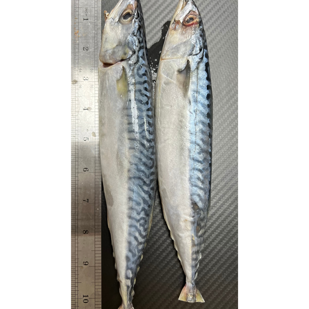 2x Fresh Medium Mackerel (MAC2M)