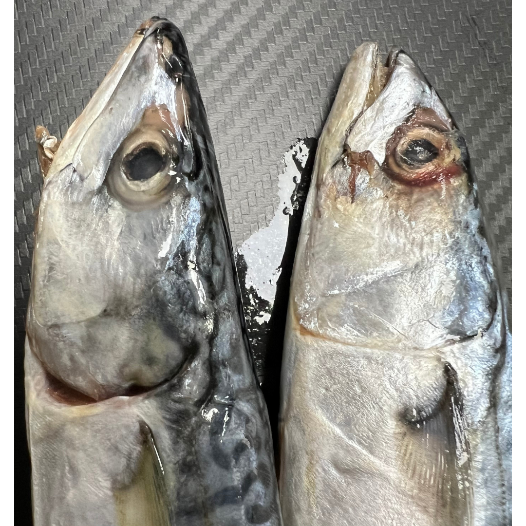 2x Fresh Medium Mackerel (MAC2M)