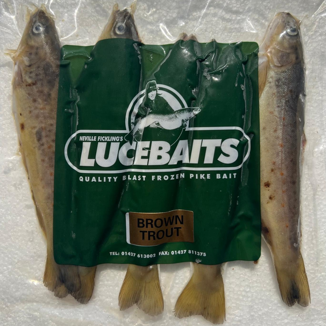 BROWN TROUT (BTR1)