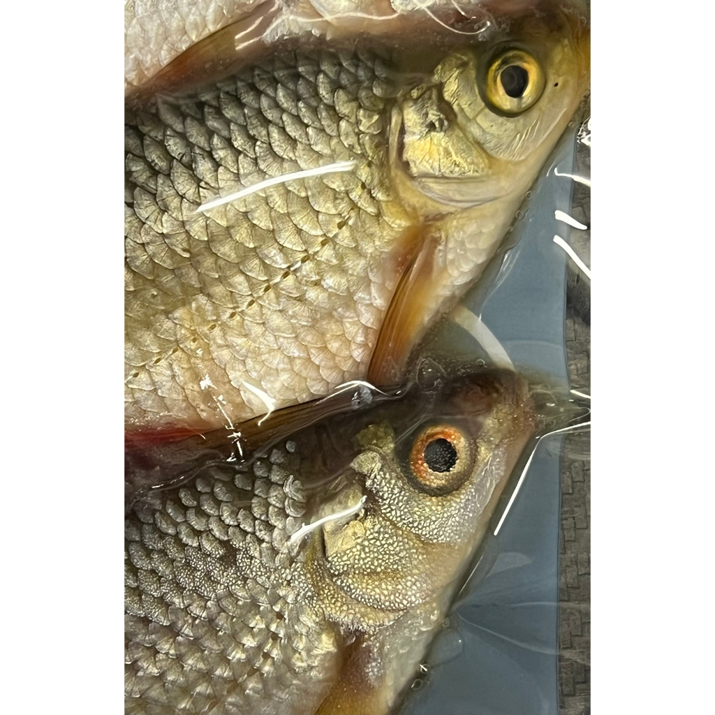 2x 'Donkey' Roach (CRS2)