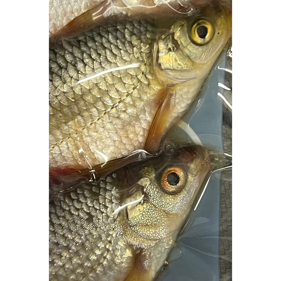 2x 'Donkey' Roach (CRS2)