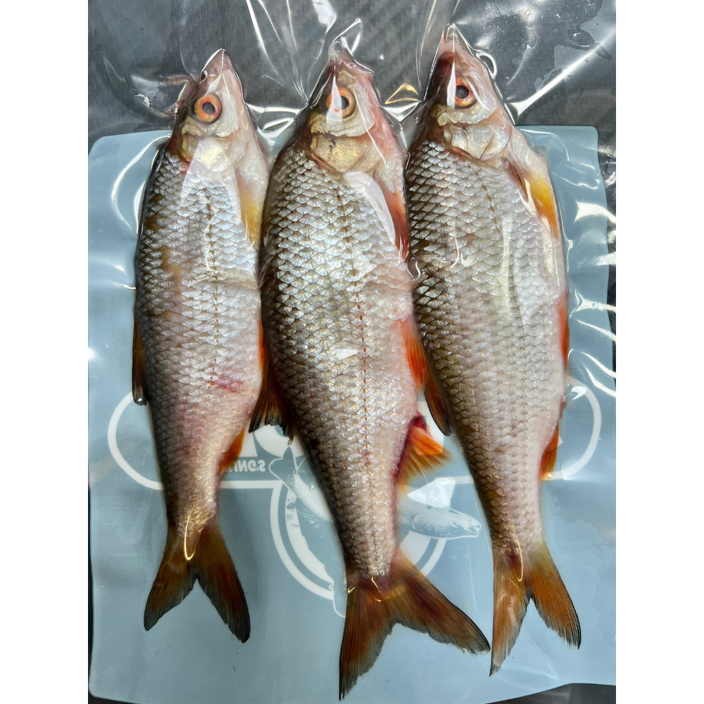 3x Whole Coarse Fish (CRS3)