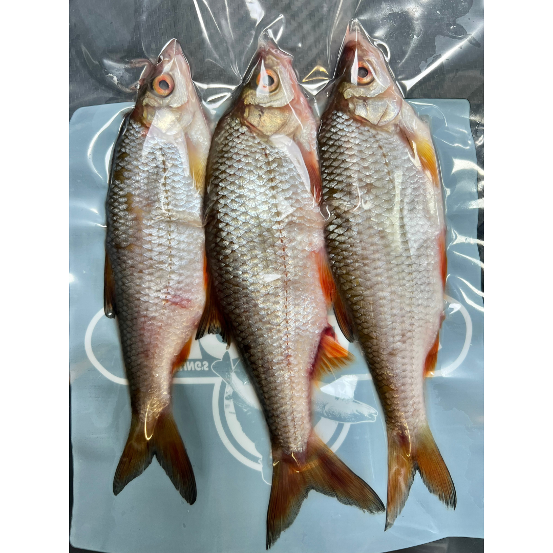 3x Whole Coarse Fish (CRS3)