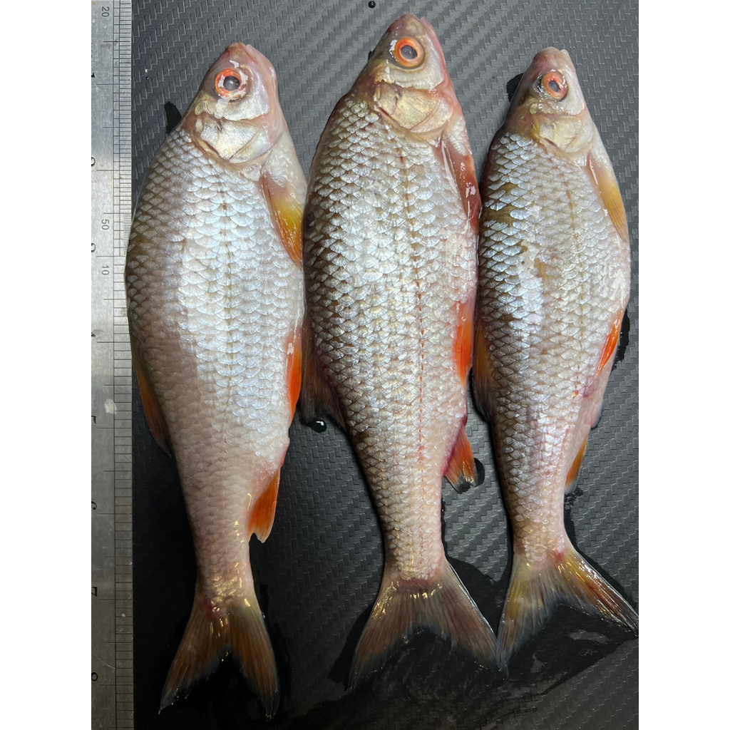 3x Whole Coarse Fish (CRS3)