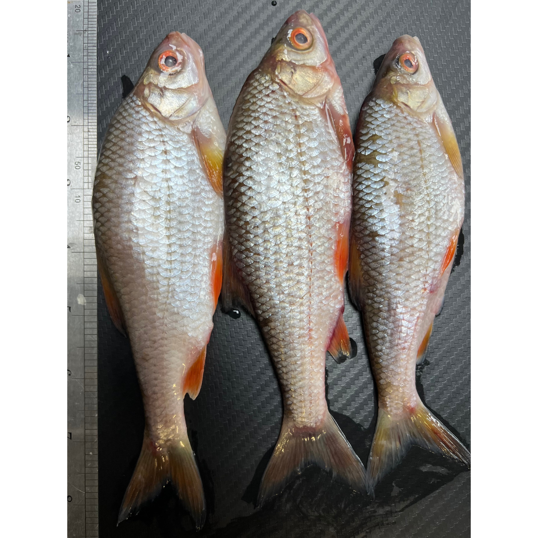 3x Whole Coarse Fish (CRS3)