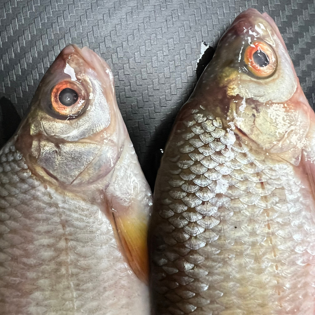 3x Whole Coarse Fish (CRS3)