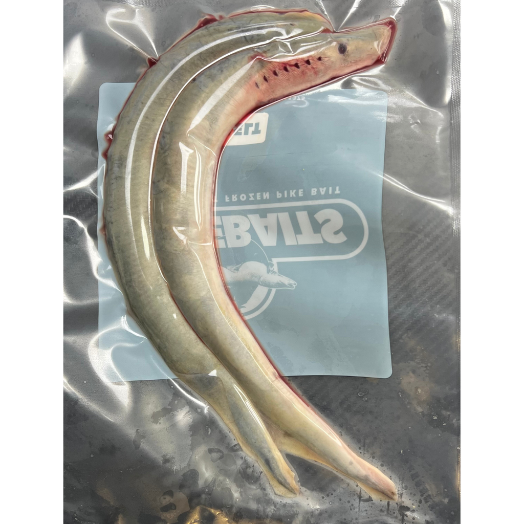 2x Whole Lamprey (LAMP2)