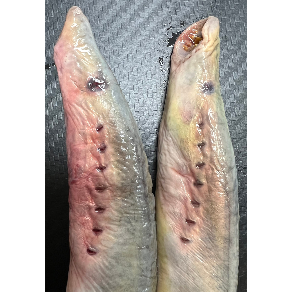 2x Whole Lamprey (LAMP2)