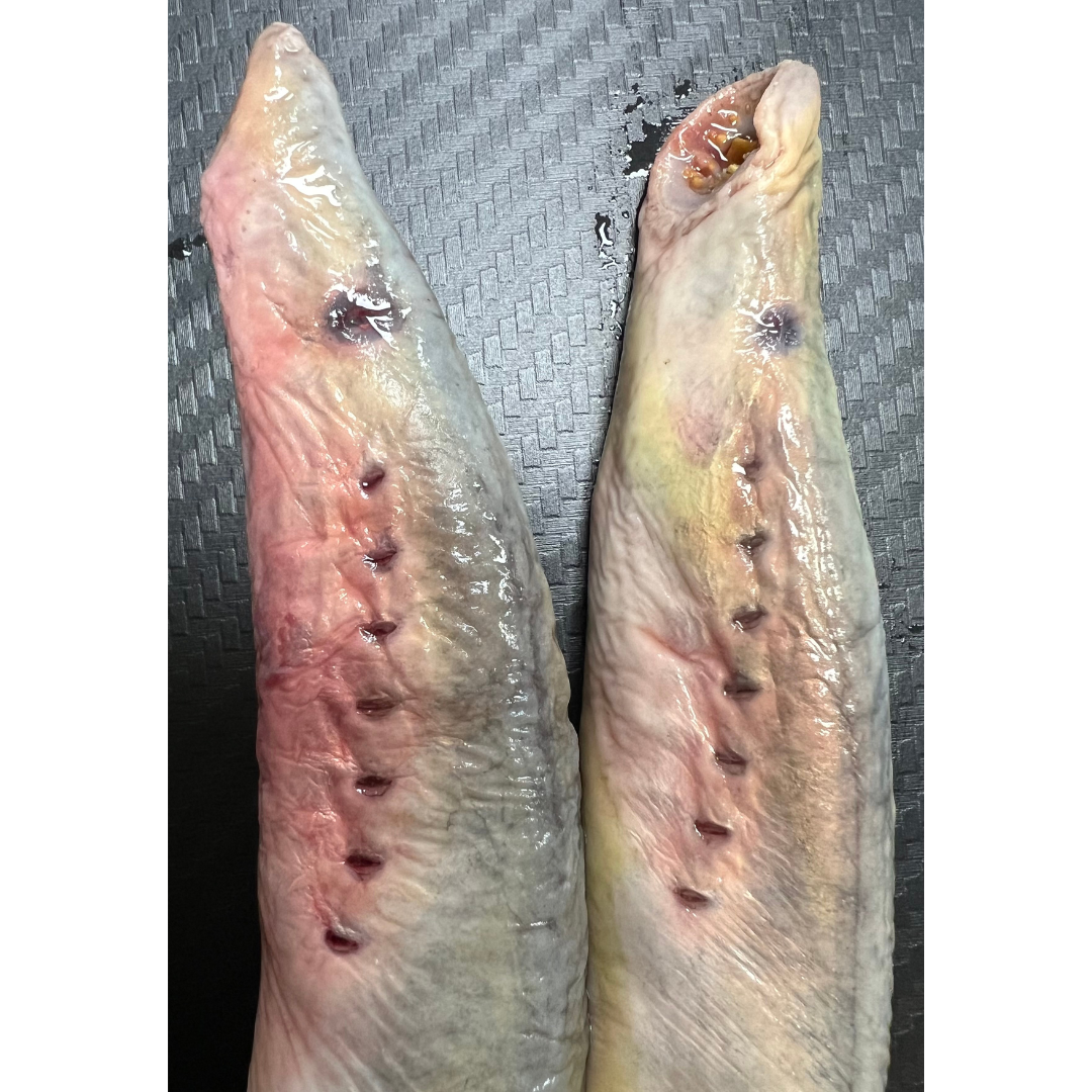 2x Whole Lamprey (LAMP2)