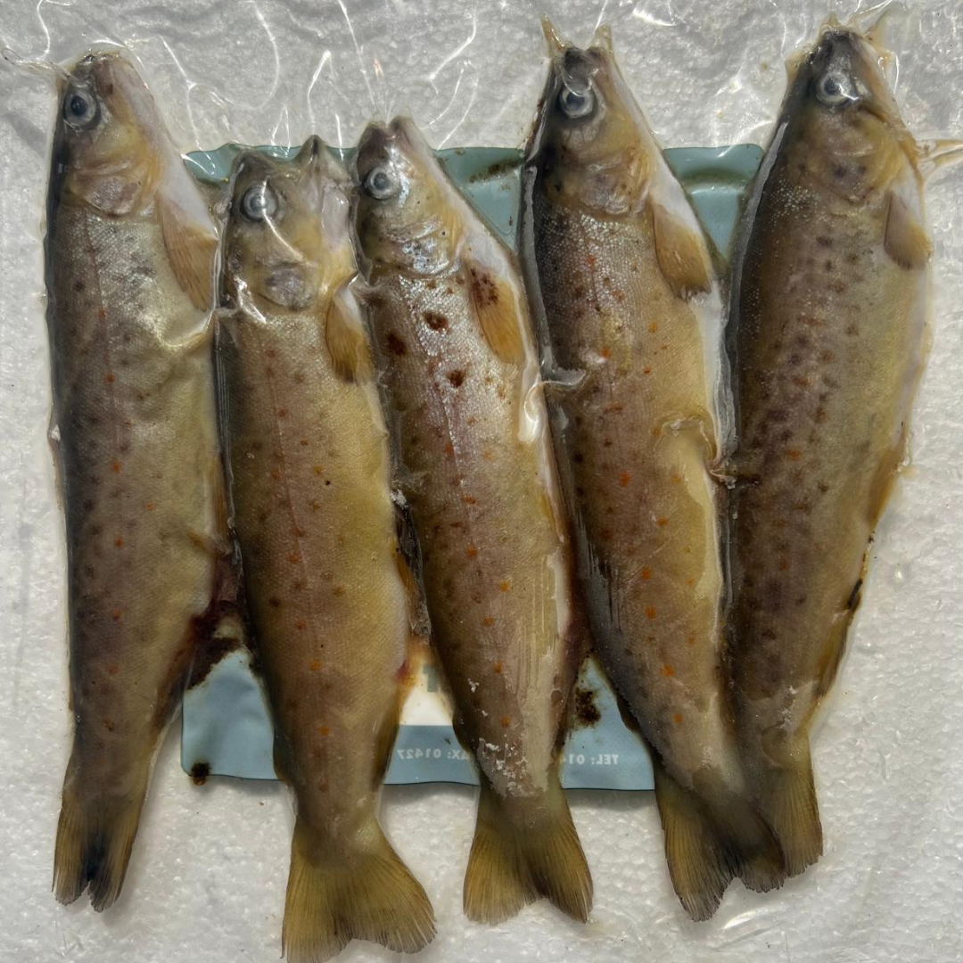 BROWN TROUT (BTR1)