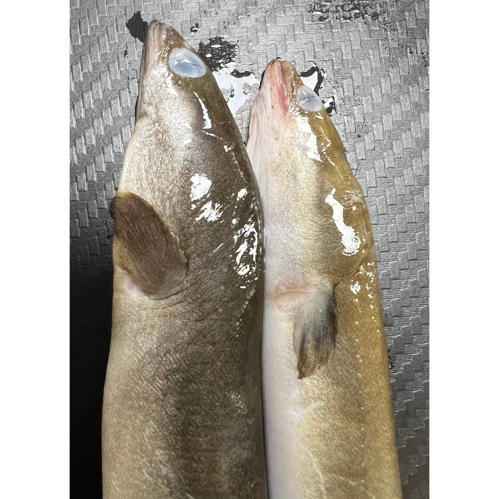 2x Whole Eels (EEL2)