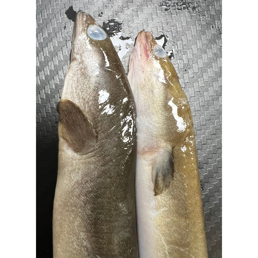 2x Whole Eels (EEL2)
