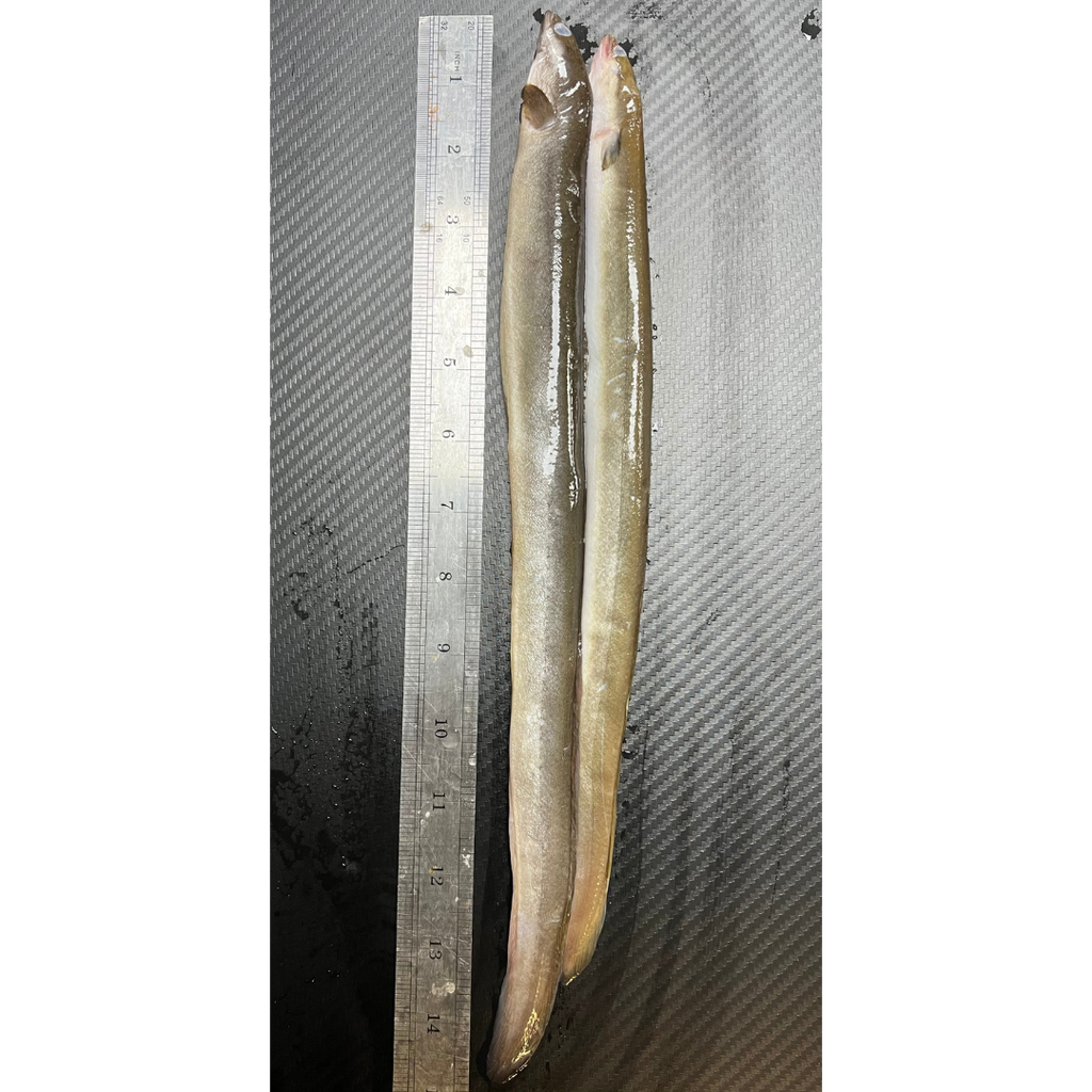 2x Whole Eels (EEL2)