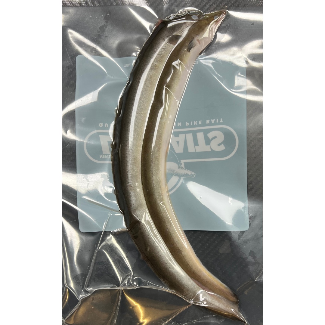 2x Whole Eels (EEL2)