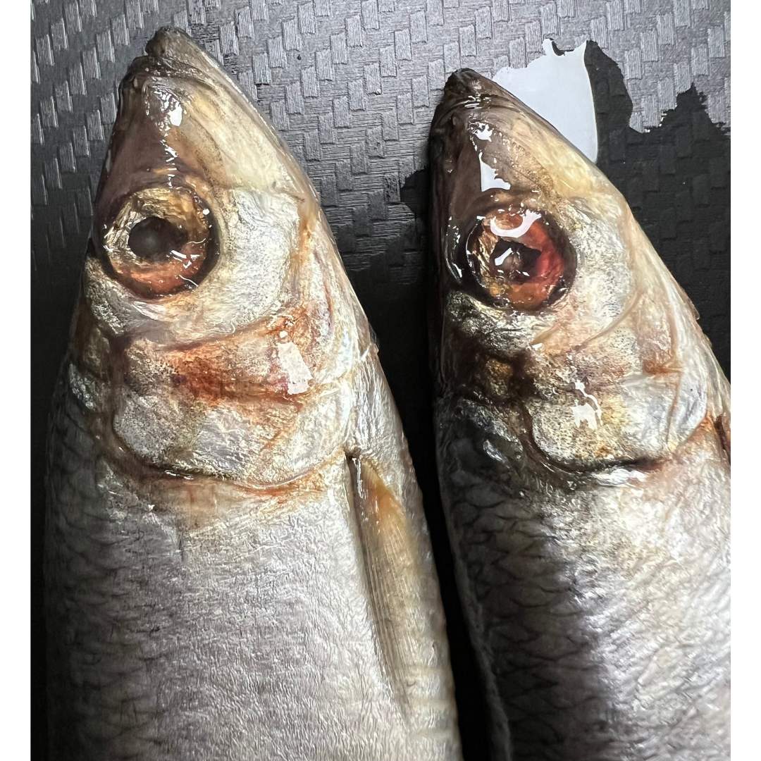 5x Small Herring (HER1)