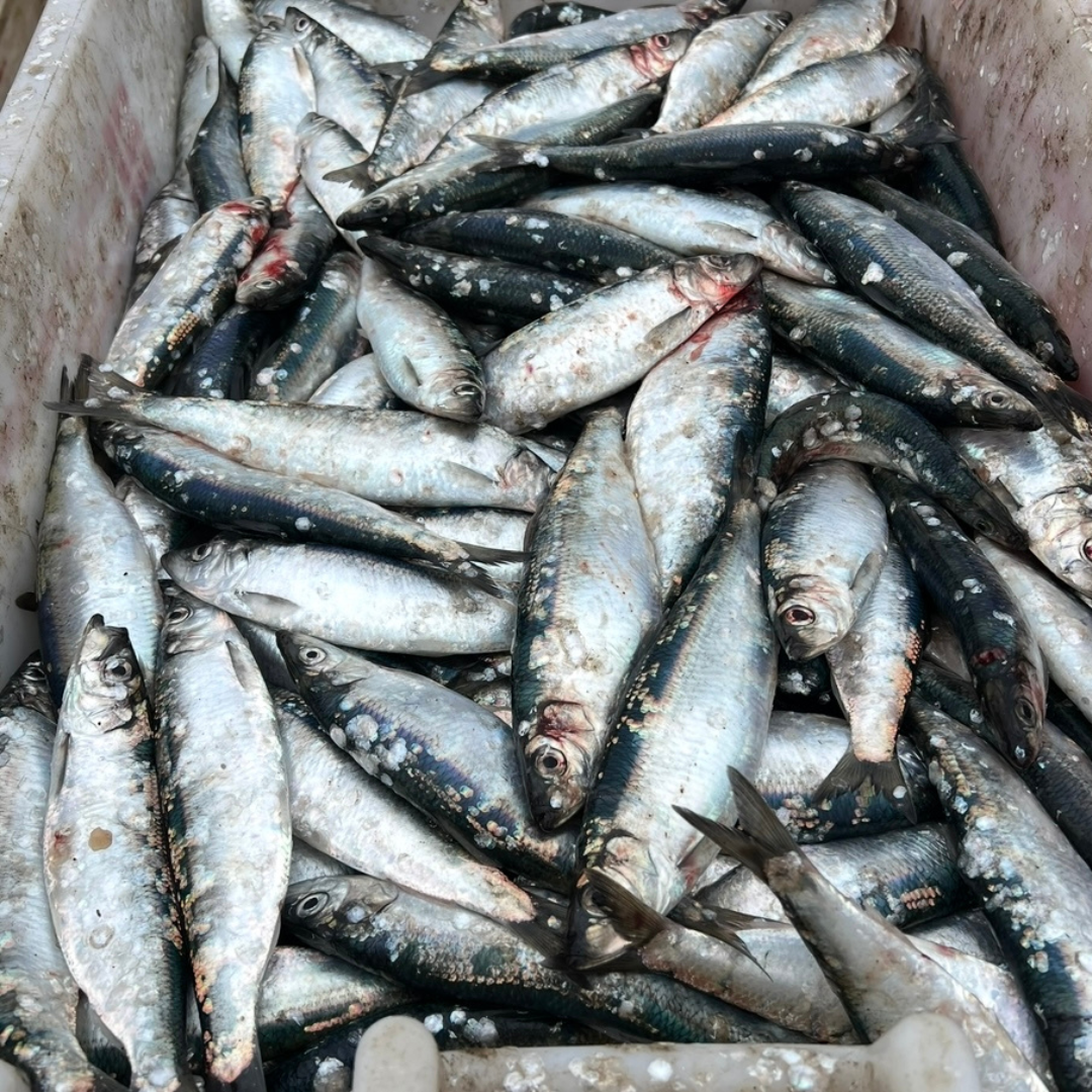 2x Whole Fresh Norfolk Herring (HER2)