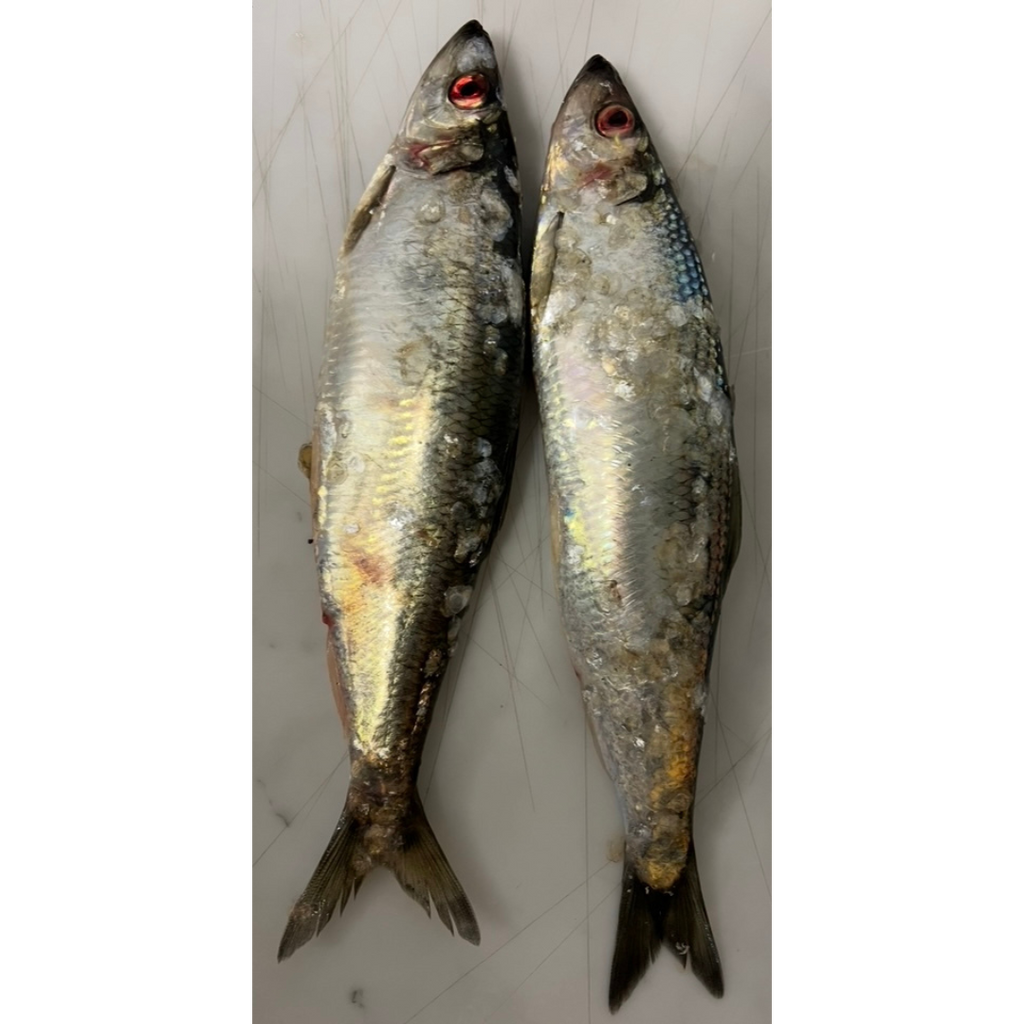 2x Whole Fresh Norfolk Herring (HER2)