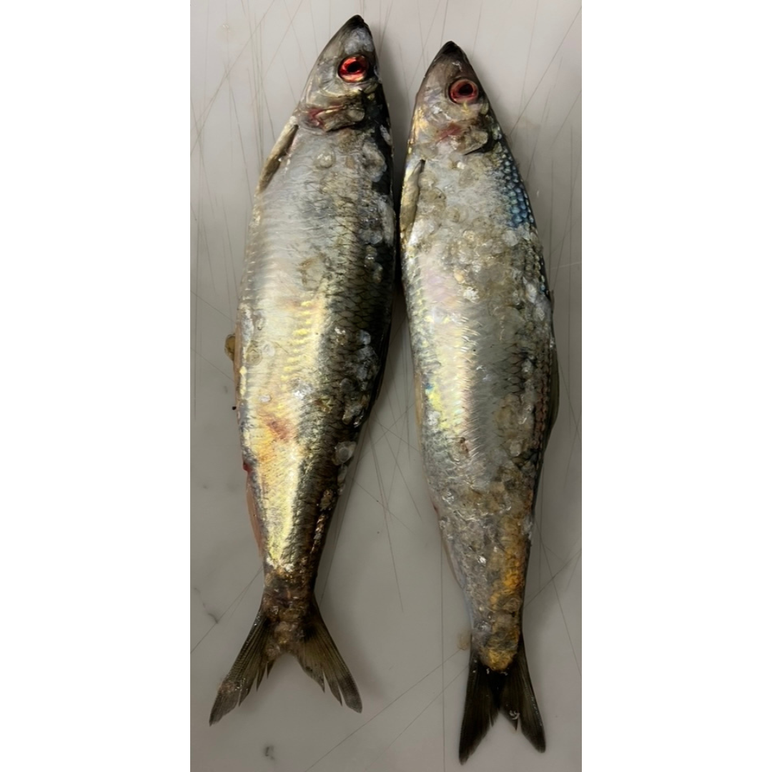 2x Whole Fresh Norfolk Herring (HER2)