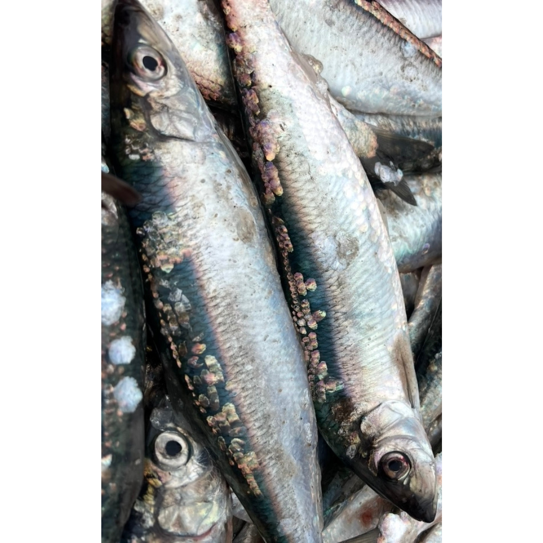 2x Whole Fresh Norfolk Herring (HER2)