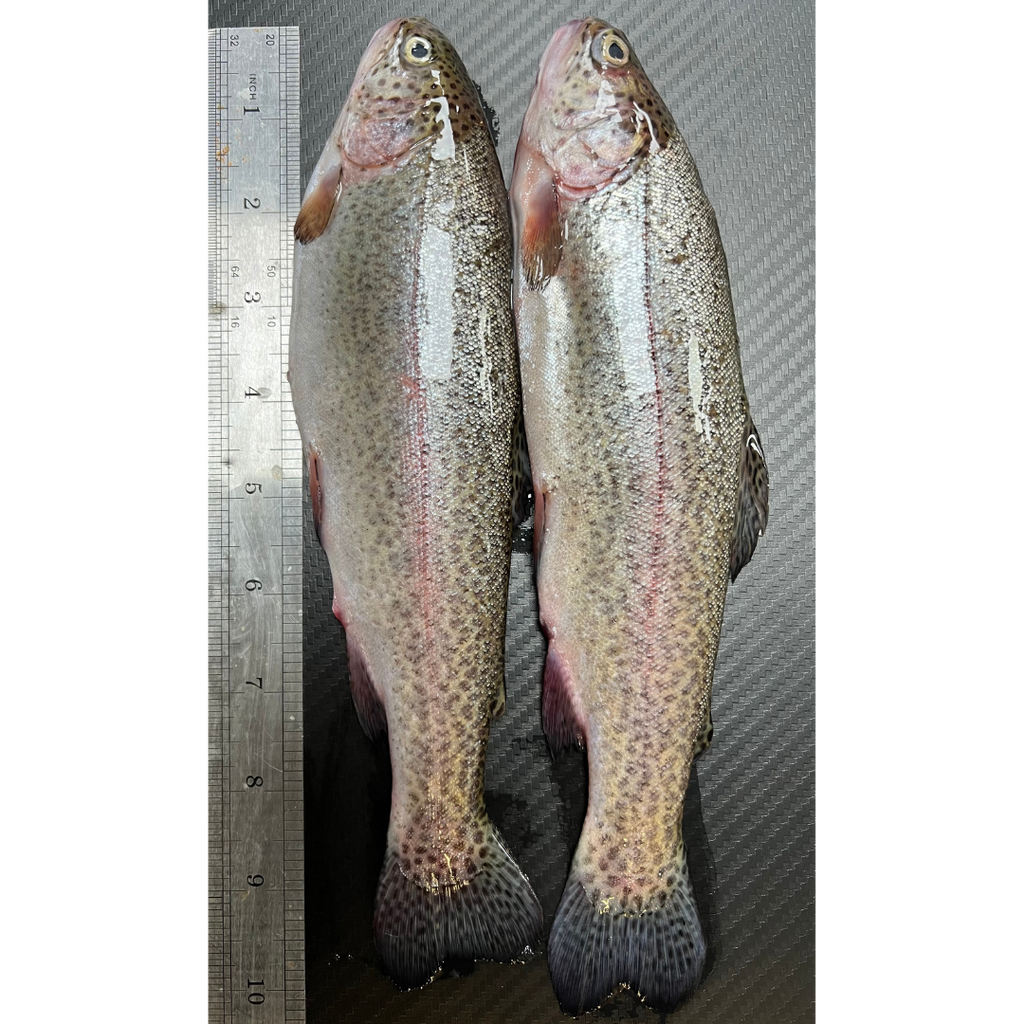 2x fresh Brown Trout (BTR2)