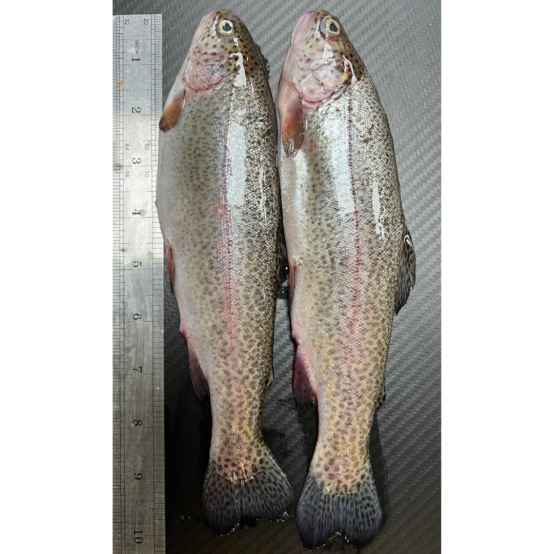 2x fresh Brown Trout (BTR2)