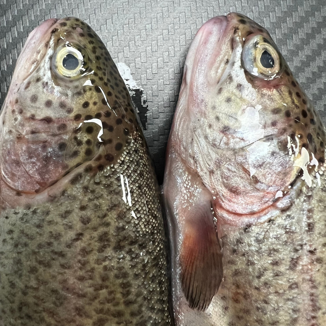 2x fresh Brown Trout (BTR2)