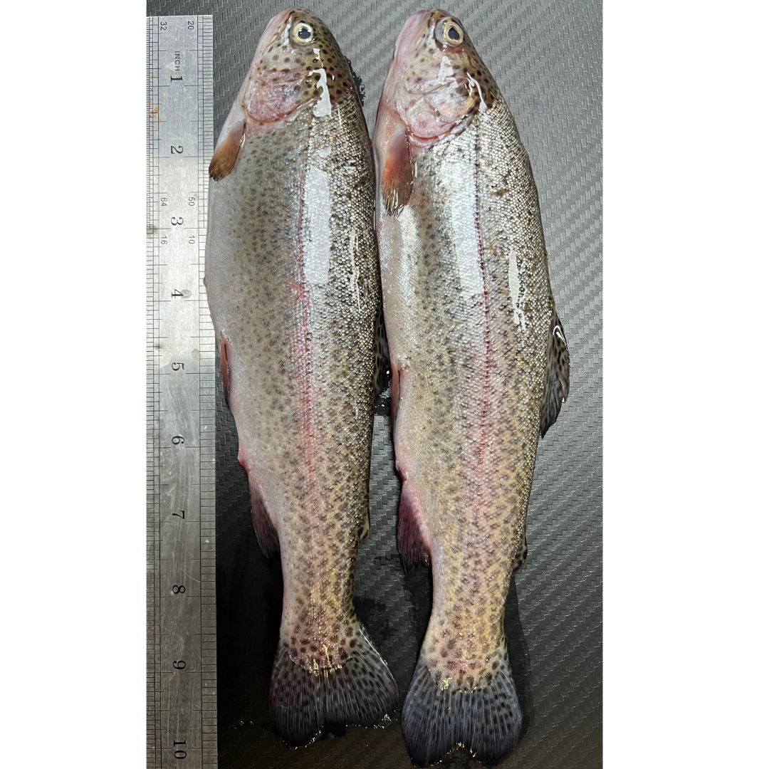 2x Fresh Rainbow Trout (RTR2)