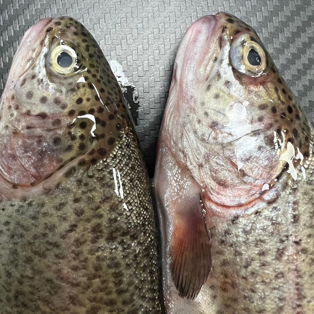 2x Fresh Rainbow Trout (RTR2)