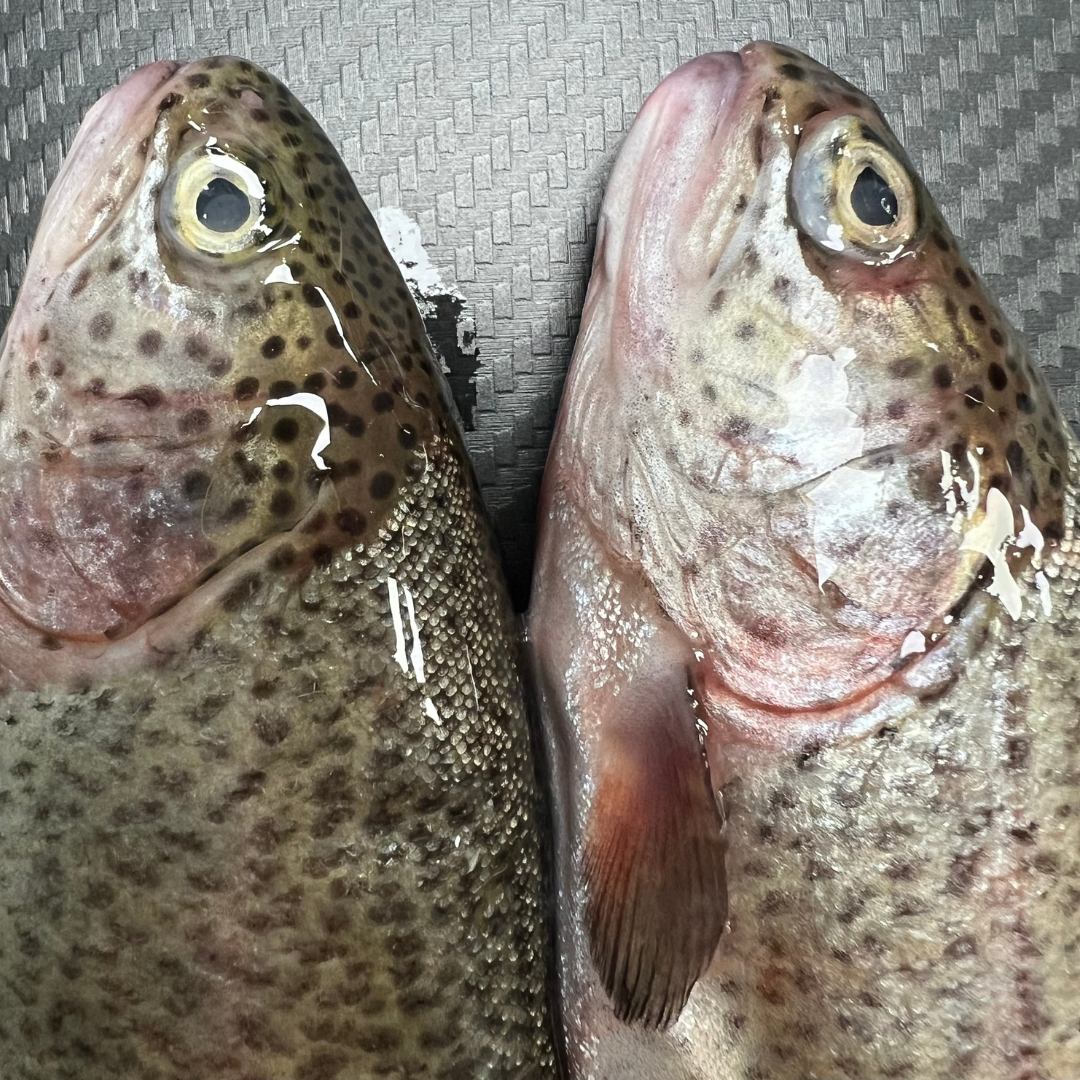 2x Fresh Rainbow Trout (RTR2)