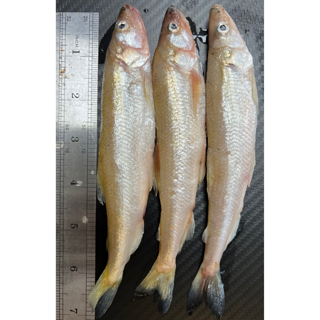 3x Standard Smelt (SM3)