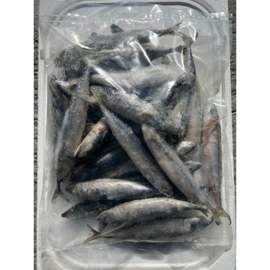MACKEREL SMALL (BLKSMAC)