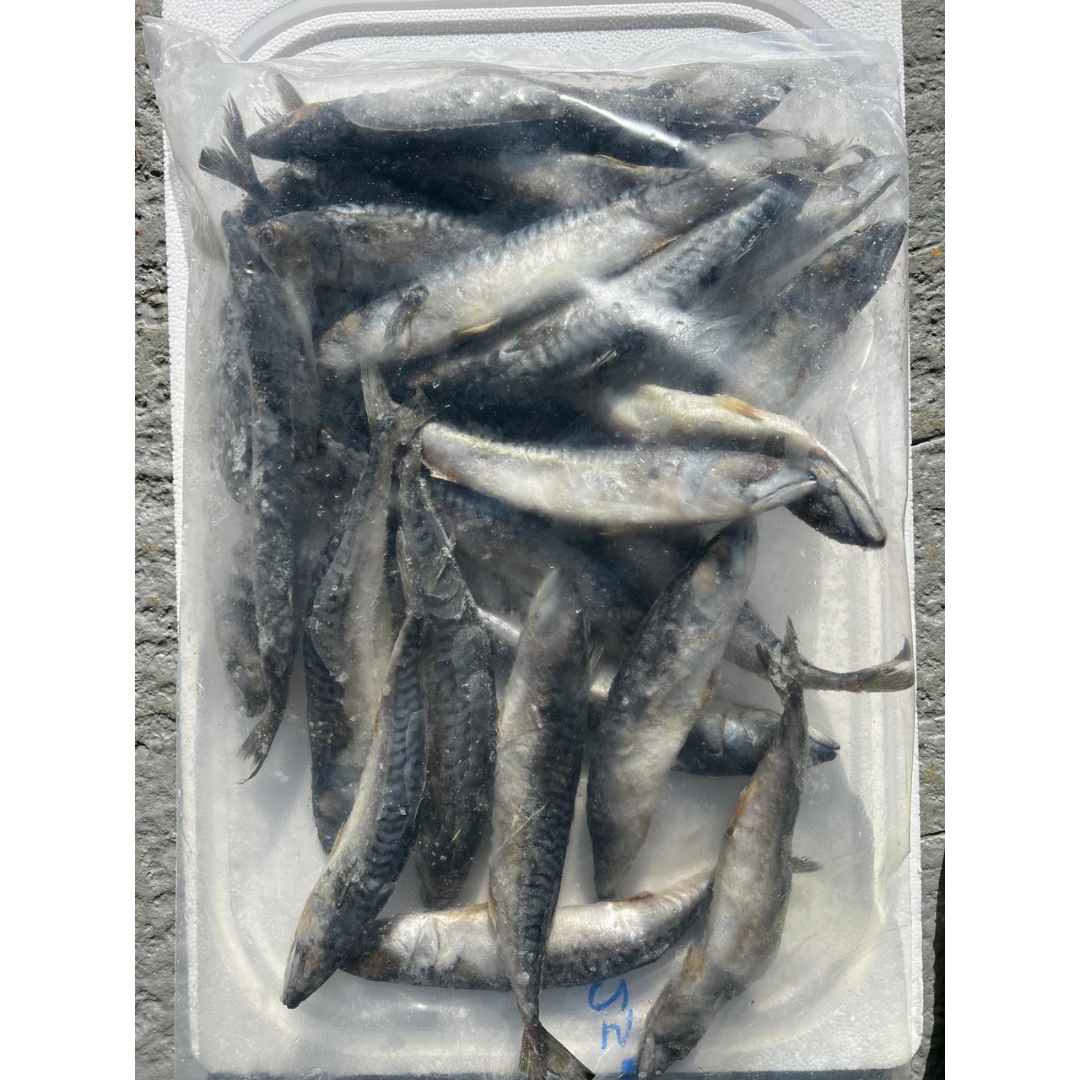 MACKEREL MEDIUM (BLKMMAC)