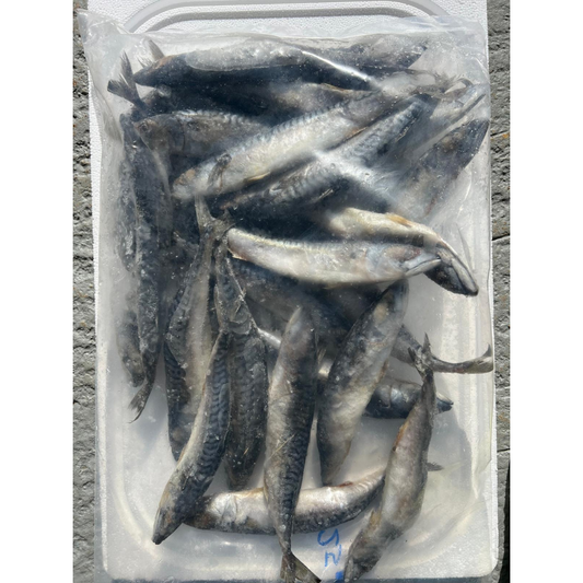 MACKEREL MEDIUM (BLKMMAC)