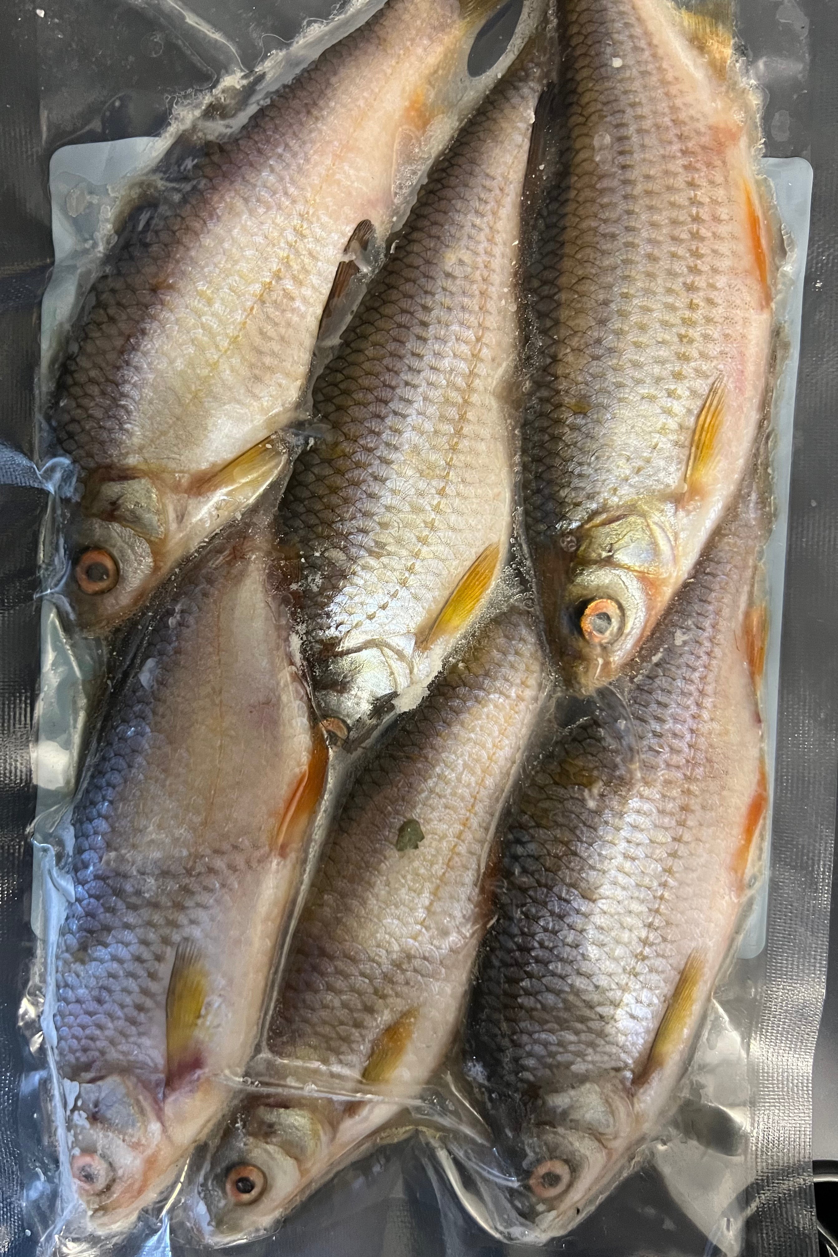 6x Small Coarse Fish (CRS6)
