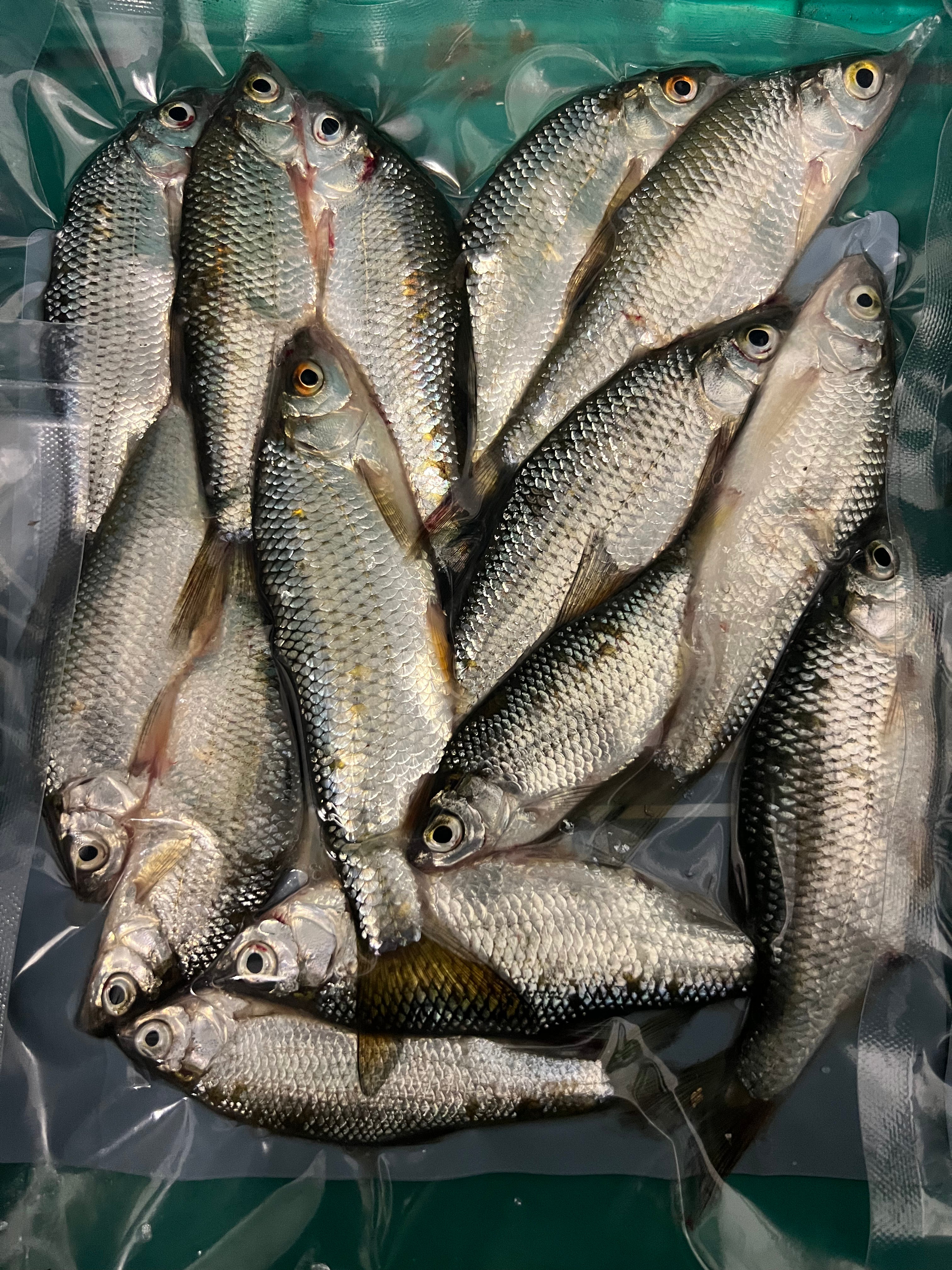 14x Small Roach (CRS14)