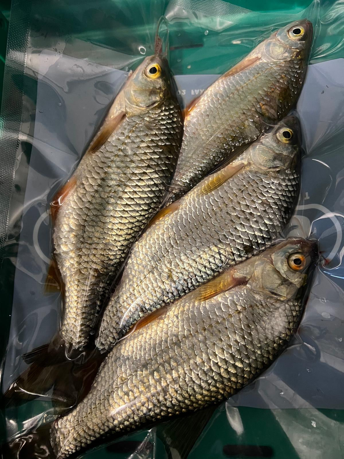 4x Medium Roach (CRS4)