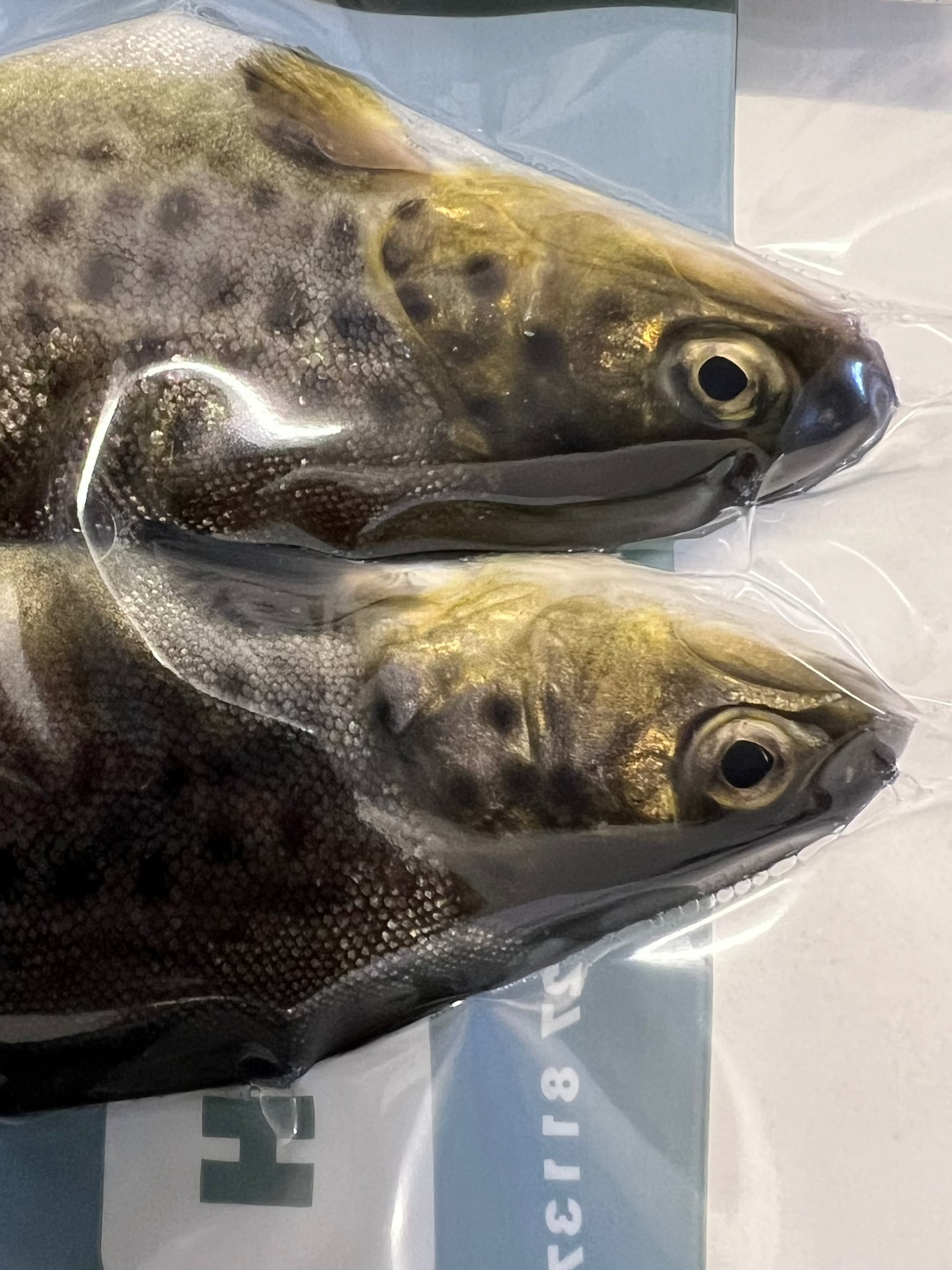 2x Small fresh Brown Trout (BTR2)