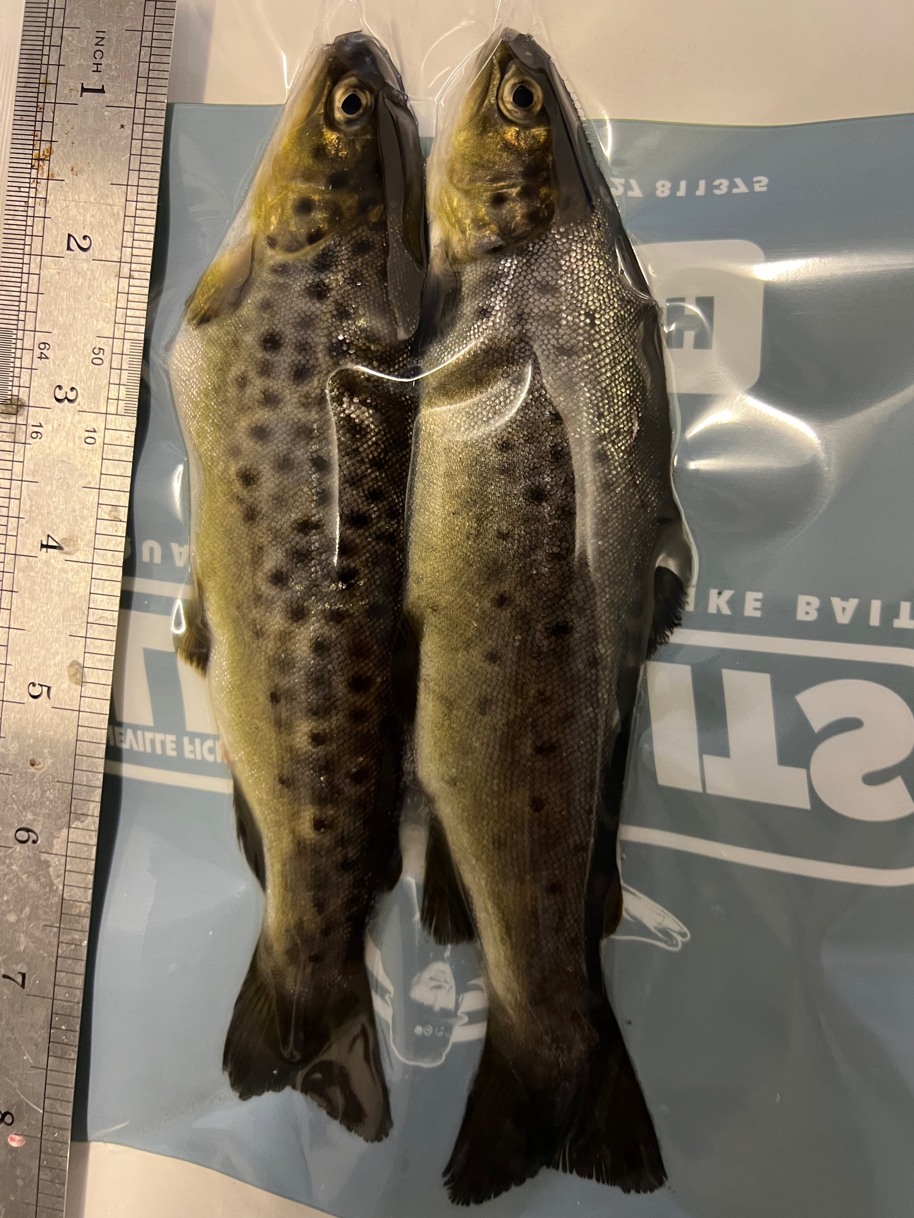 2x Small fresh Brown Trout (BTR2)
