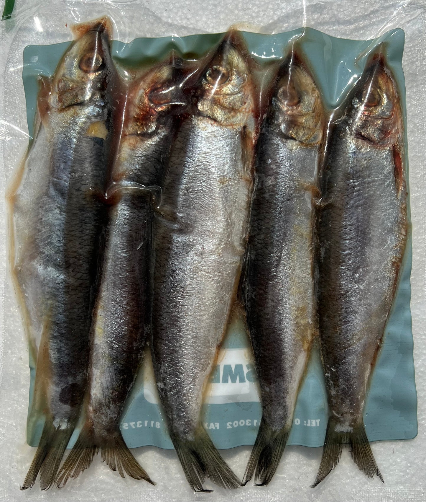 HERRING SMALL (BLKSMHER)