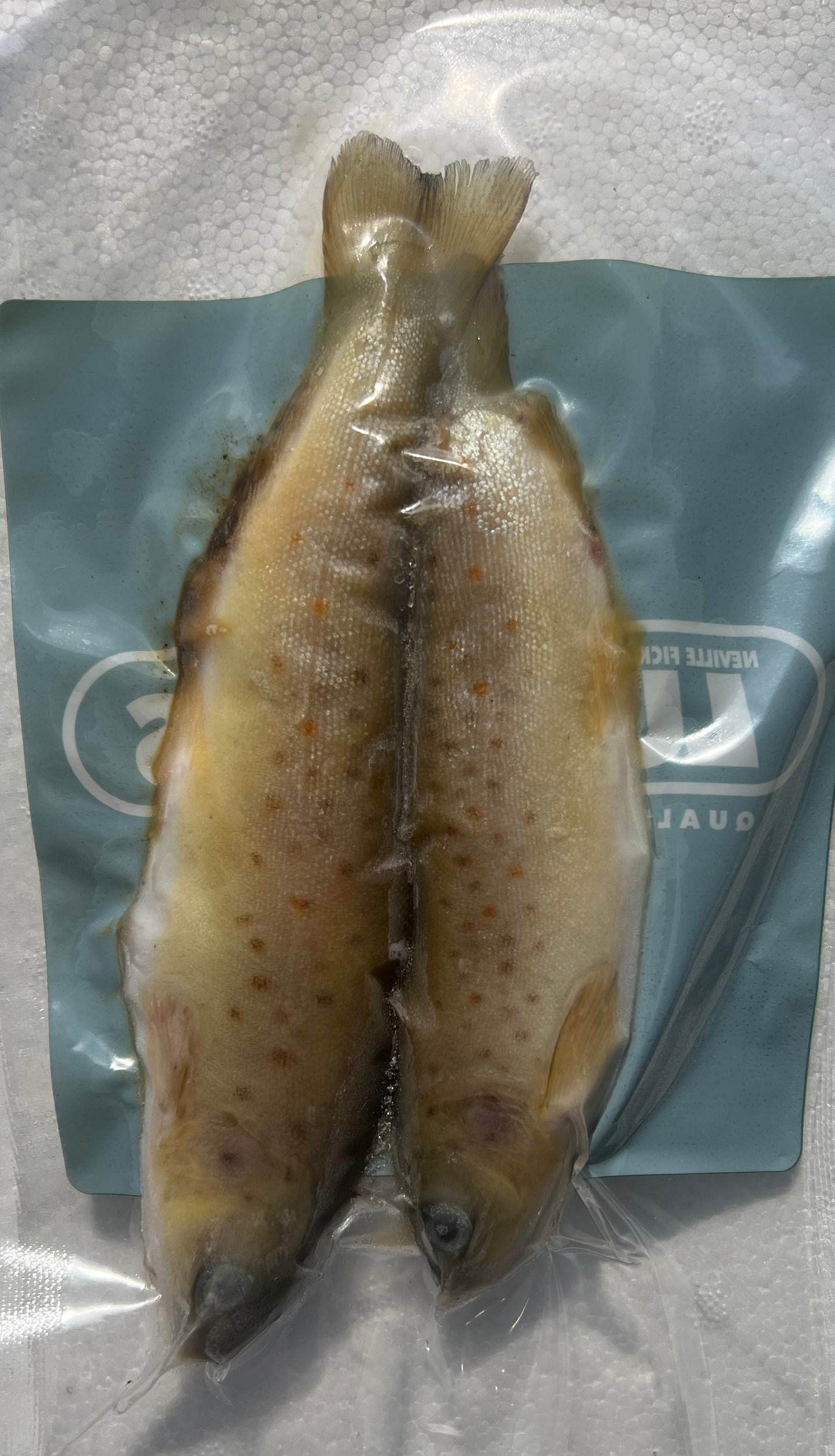 BROWN TROUT SMALL PACK (BTR2)