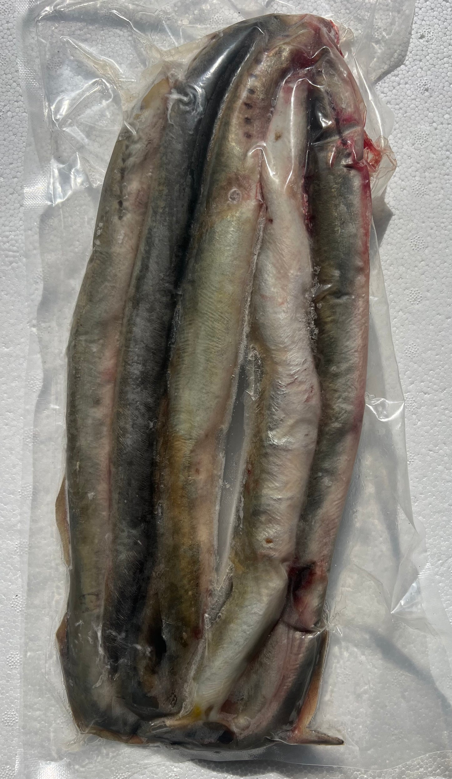 LAMPREY WHOLE (LAMP1)