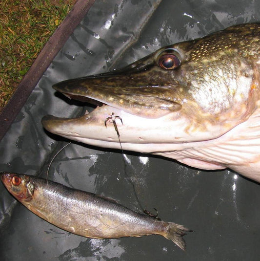 BIG TWENTY CAUGHT ON LUCEBAIT HERRING.