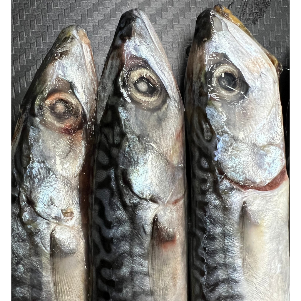 3x Fresh Small Mackerel (MAC3S)