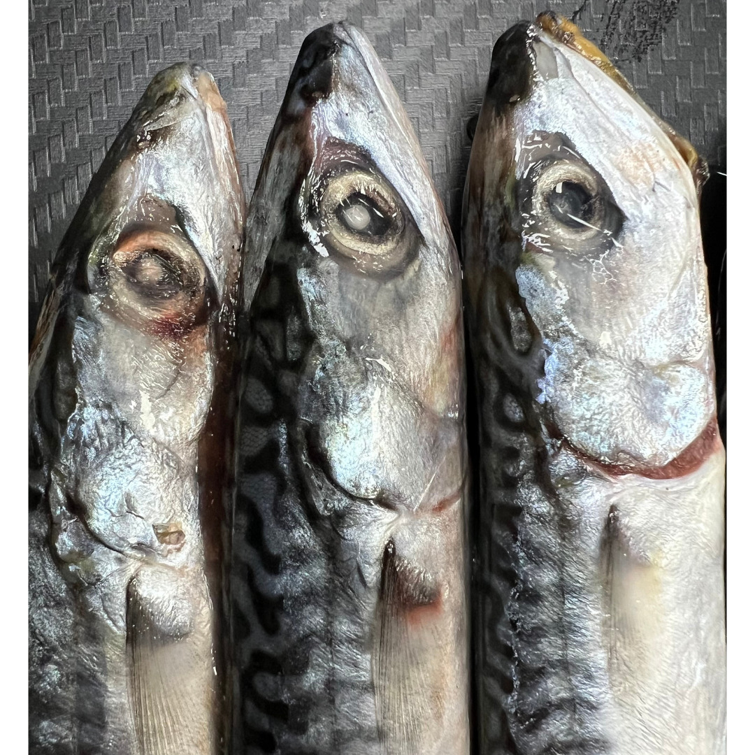 3x Fresh Small Mackerel (MAC3S)