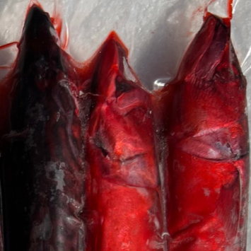 3x Fresh Small Red Mackerel (MAC3SR)
